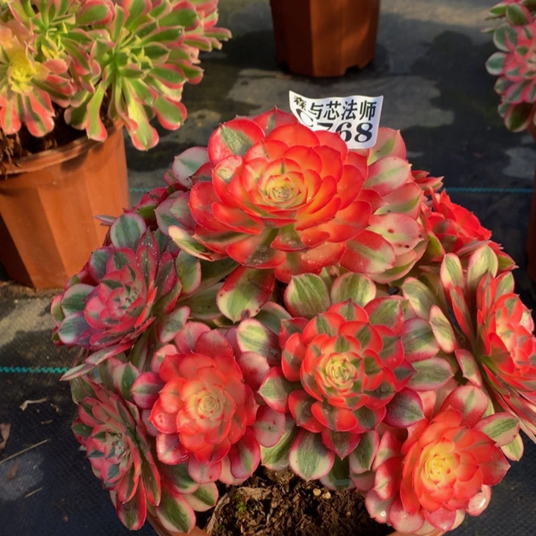 【闪购商品】768倾城