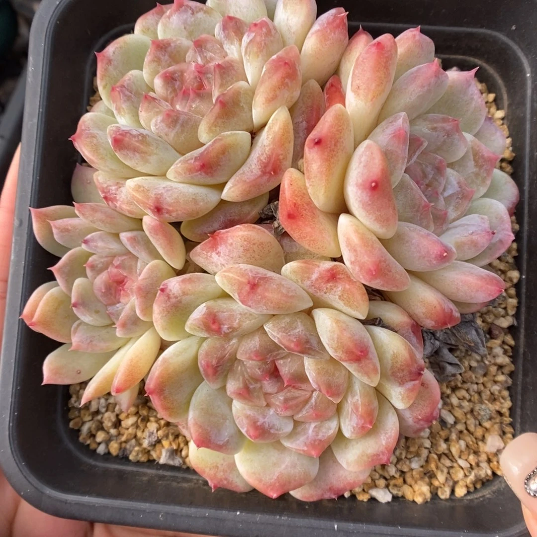 糖心粉魄群生909号。