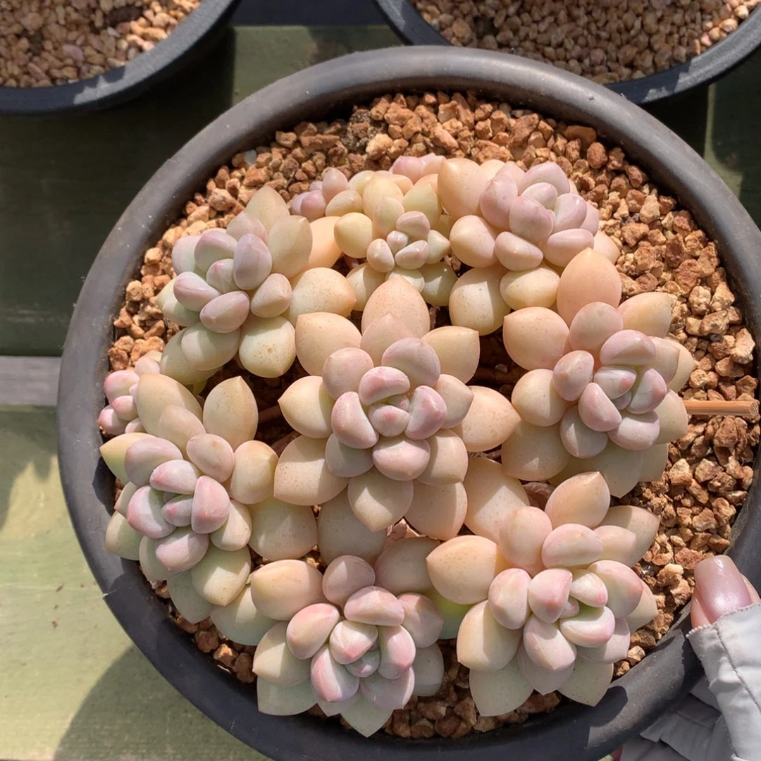 泡泡糖 多头 一颗