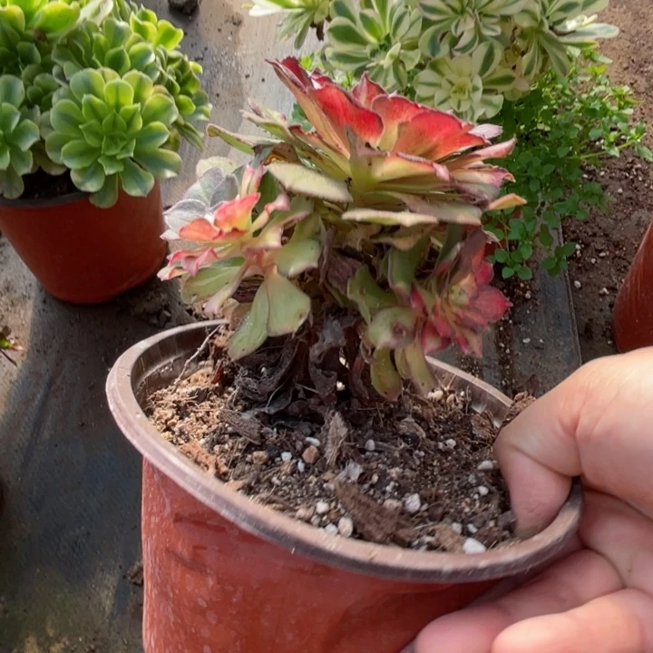 418龙鳞多肉123756789