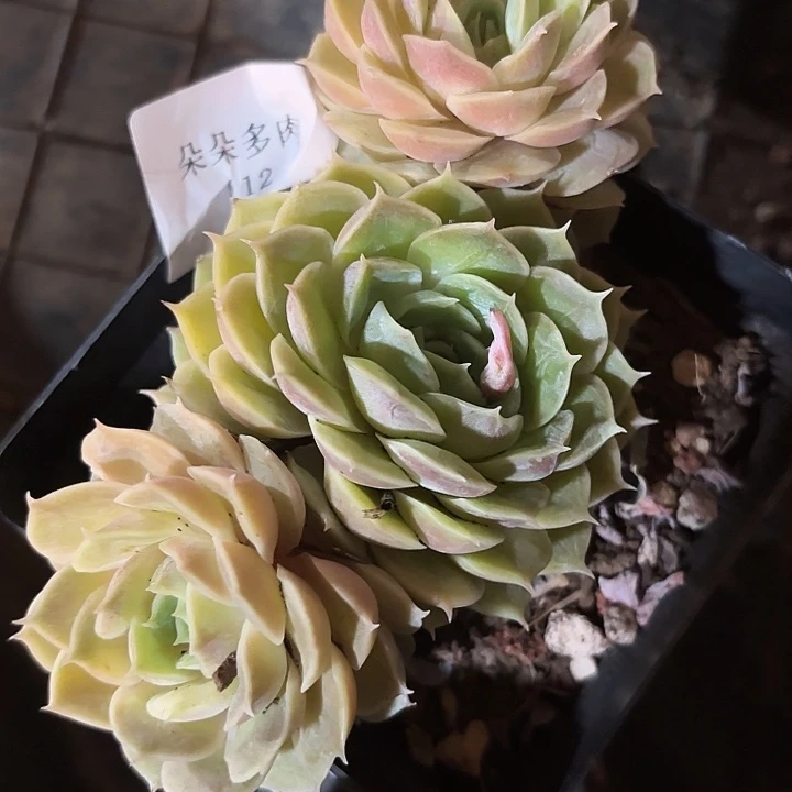 闪吼112呀呀呀呀呀呀呀