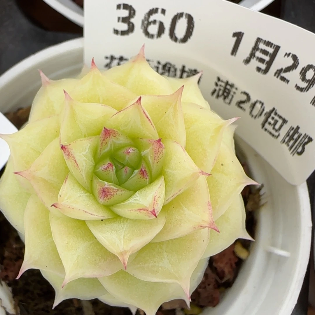 花语逸镜0129-360