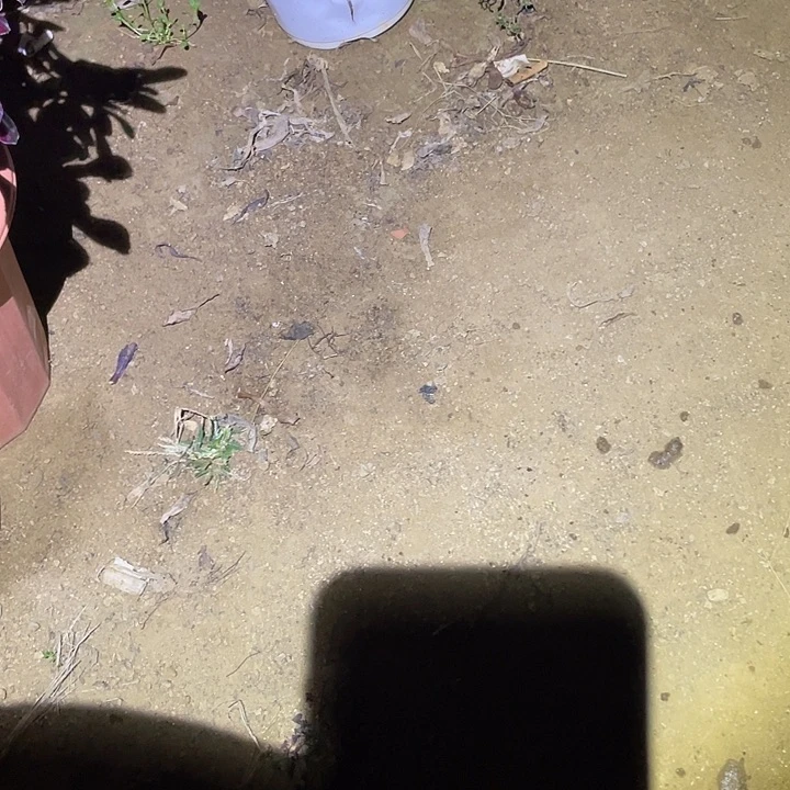 花****8多肉植物断枝不包魅影七彩