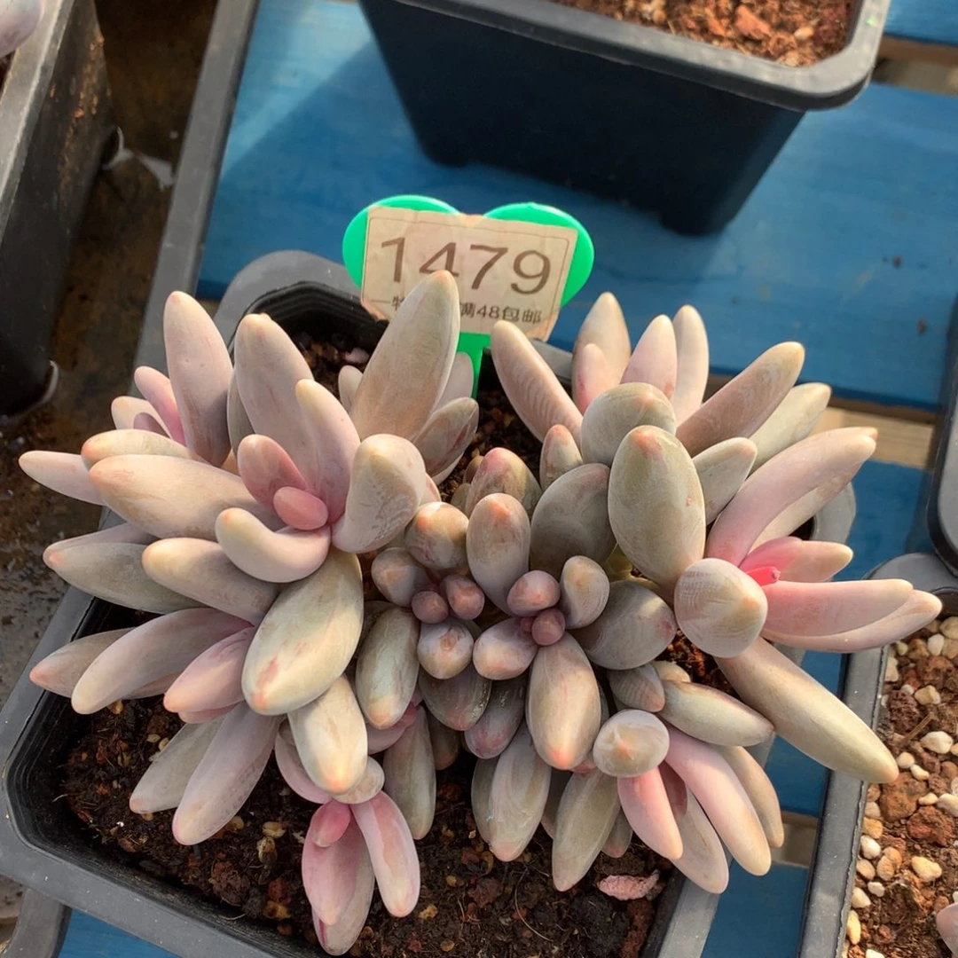 红手指无砍平头1479