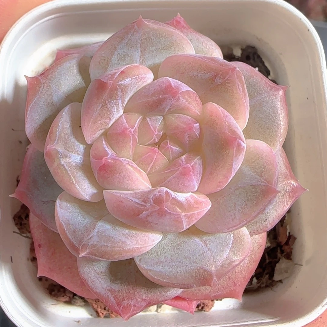 多肉1229-07福利福利