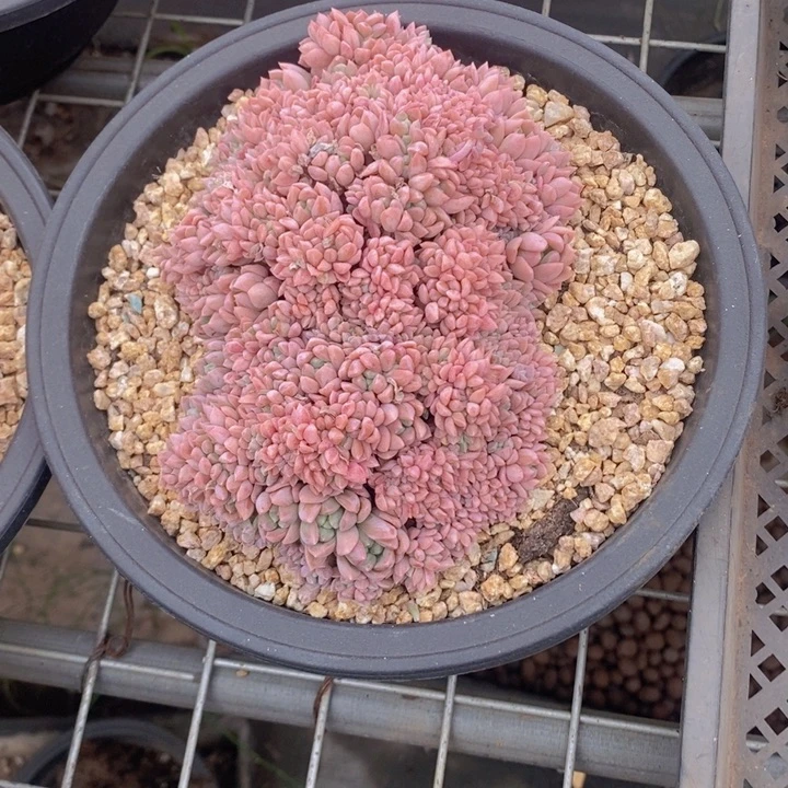 十***•378号粉色多肉植物