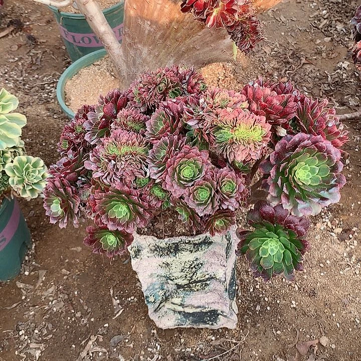 嘉年华朵朵脱土发货啊