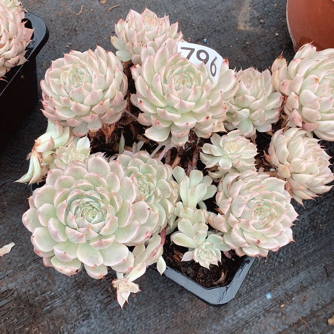 796玛格丽特锦 一物一拍多肉