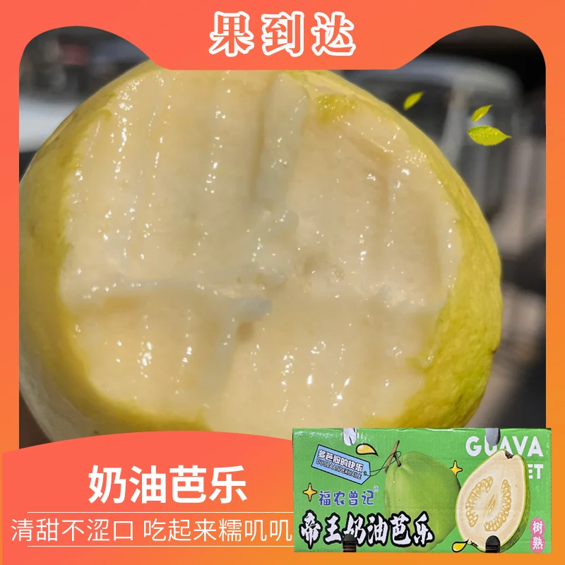 【坏果包赔】福建奶油芭乐礼盒4-6颗净重2.5斤