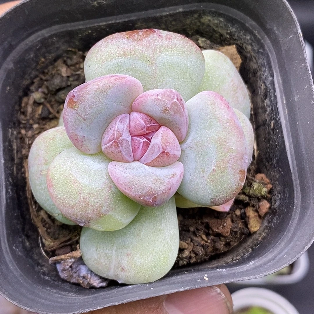 冰玉石化红宝石30包邮非偏远