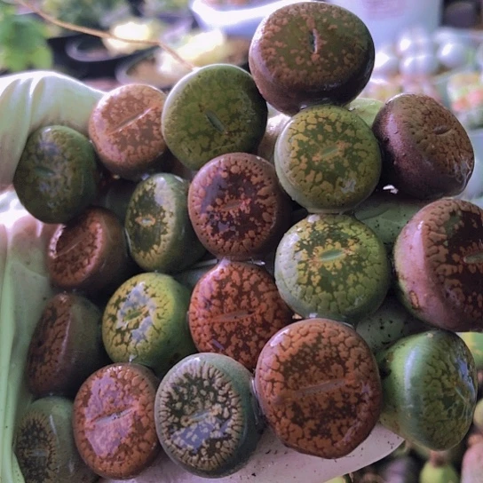 无花朵0491，1.7-2厘米彩色日轮老皮微瑕