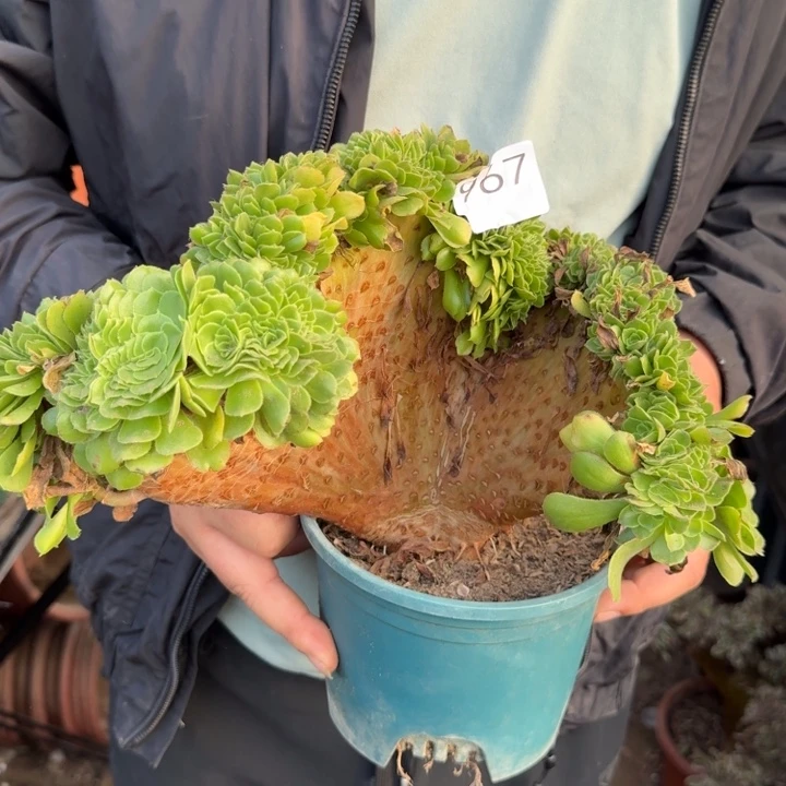 绿玫瑰法师锦缀化967