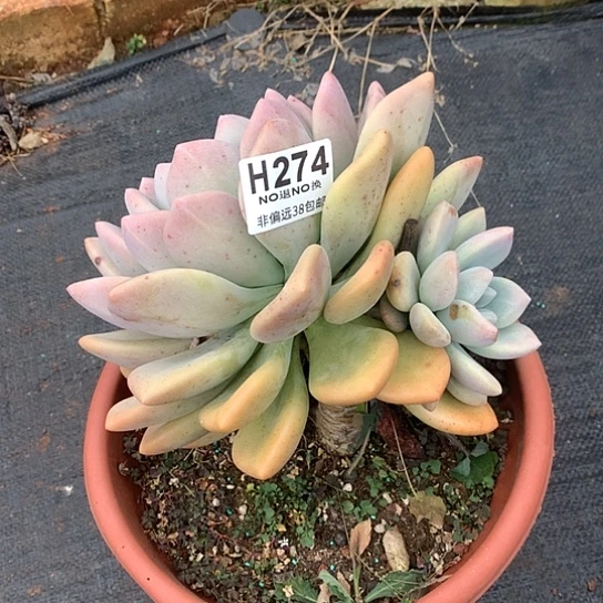 香水奥普274 亏本处理退款拉黑7-8天发货