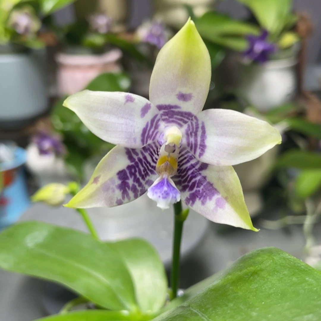 完全开放KM3667，2.5杯开花株