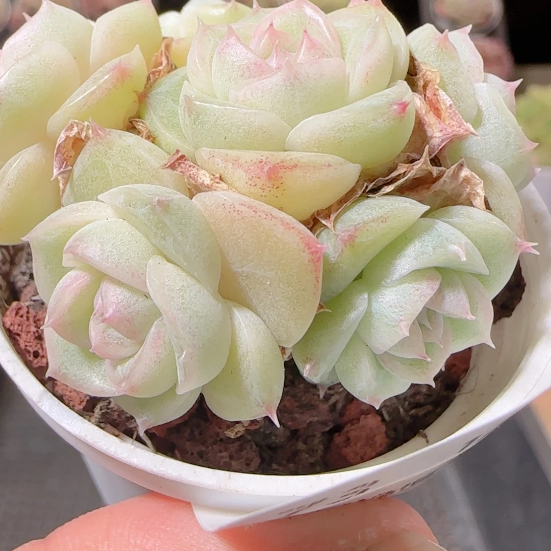 花语多肉1219-73散