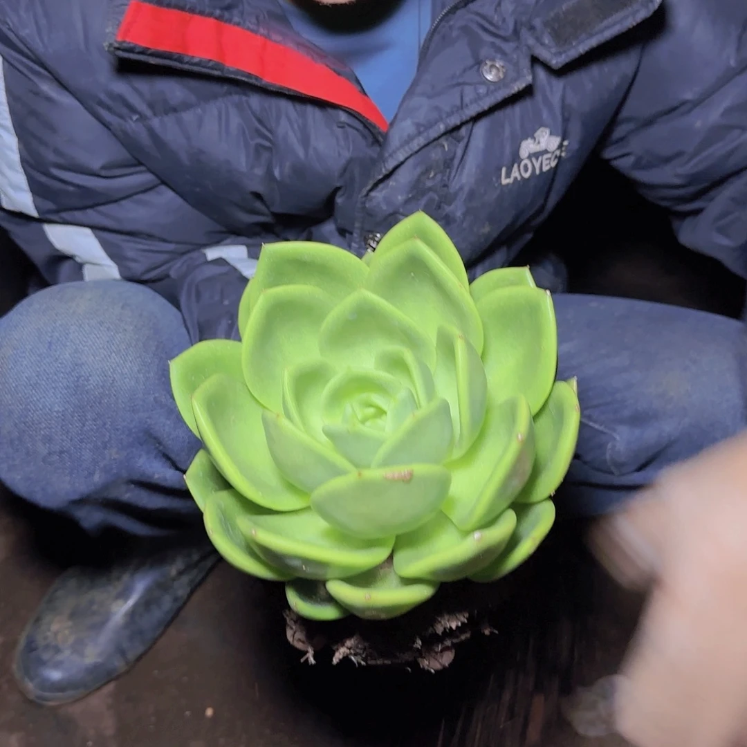 盆栽翠花多肉多肉