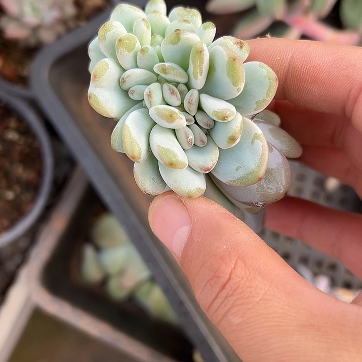 星星雪群生缀化多肉