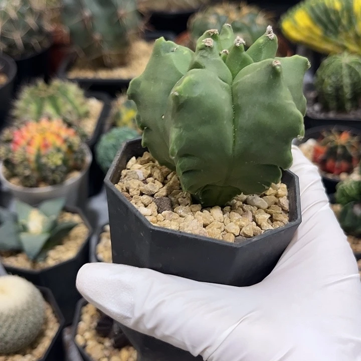 完全开放实生角尤鸾凤玉