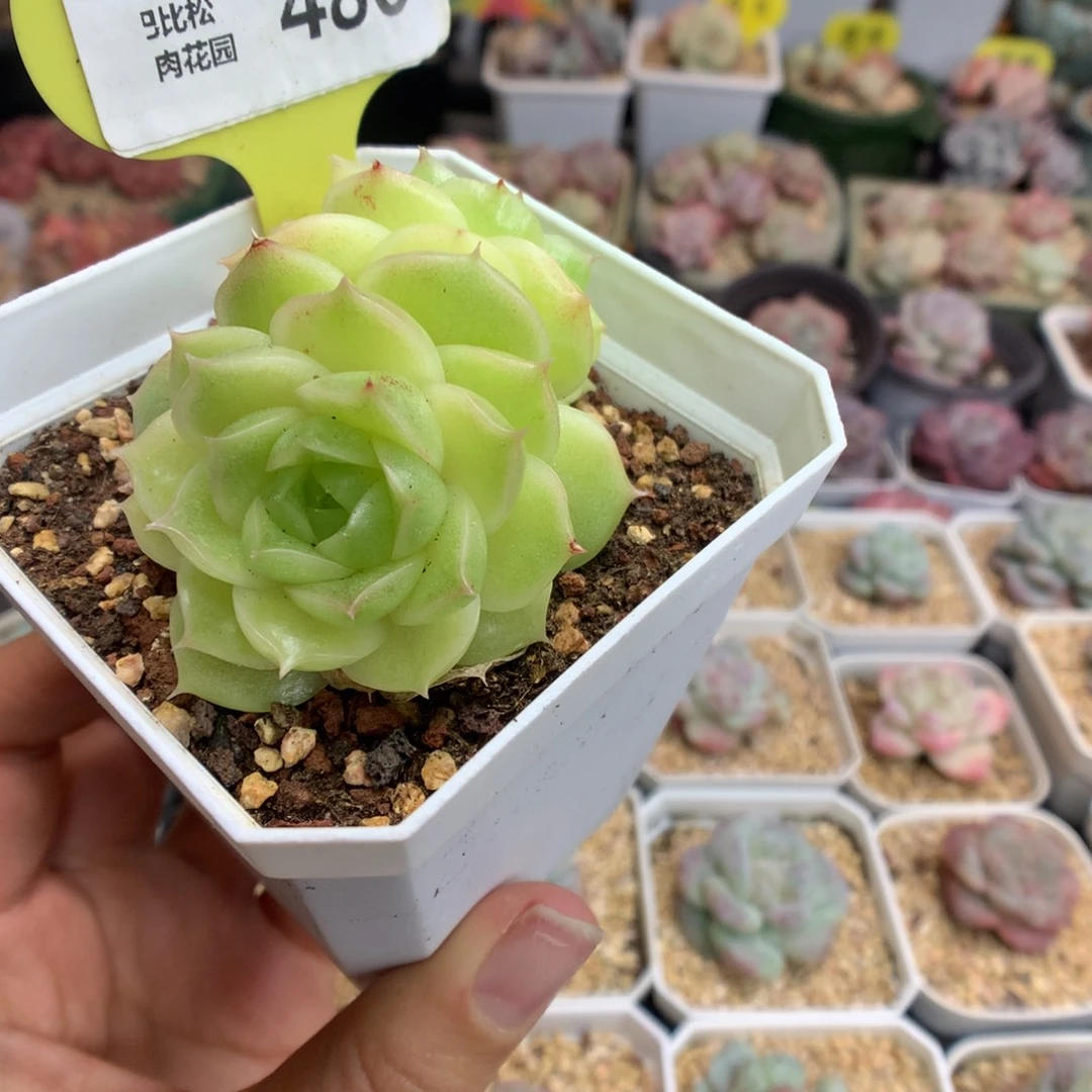 486麦杆多肉植物一个