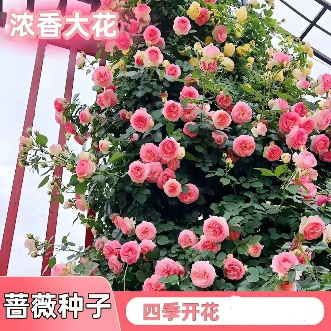 爬藤蔷薇花种子家庭阳台小院四季播种花海打造