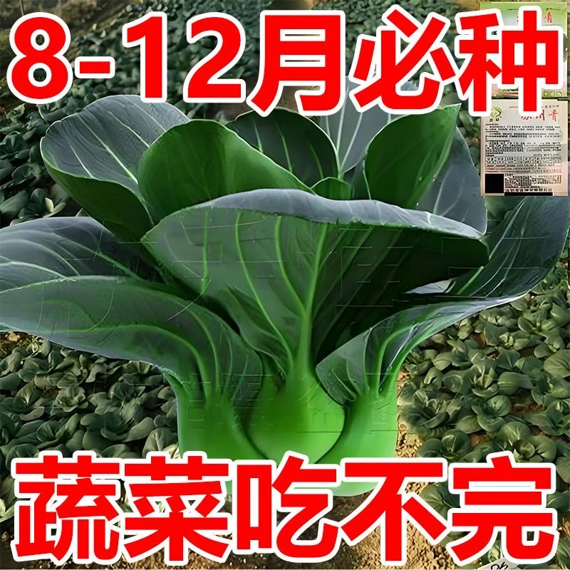 黑叶苏州青种子矮脚青梗菜 1-12月份四季耐寒上海农家自种青菜籽