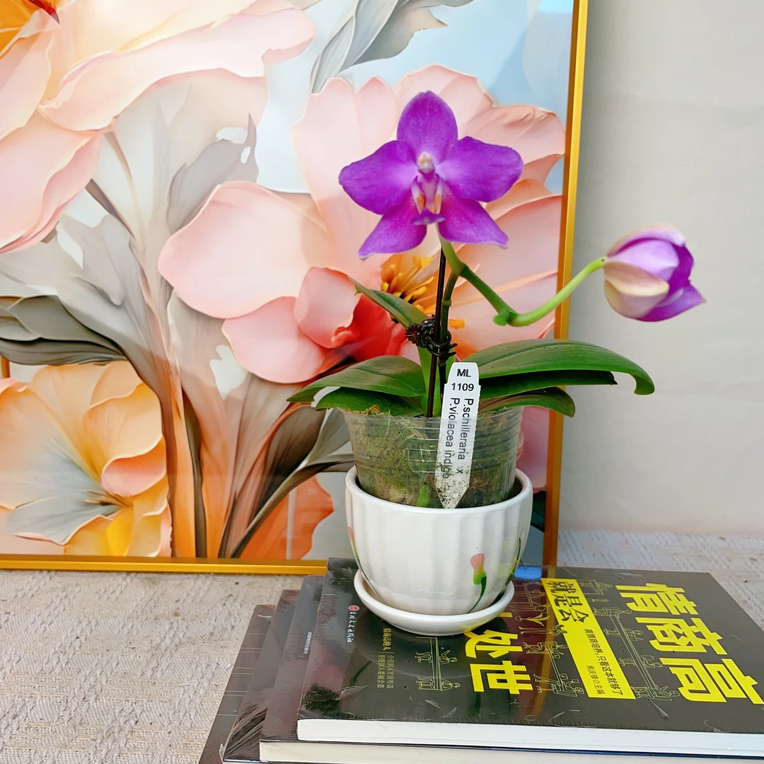 原生趣味兰台湾现代兰园【1109】开花株+抽梗苗 2.8寸