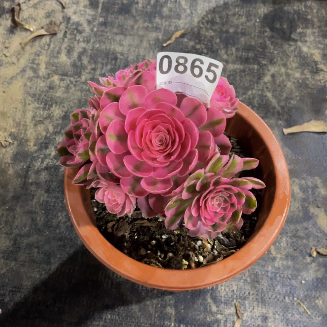 挖****藏荔枝865带土球发货