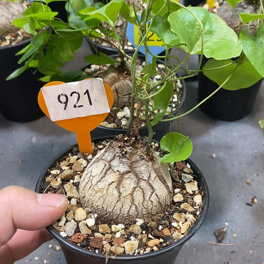 南非龟甲龙龟甲龙