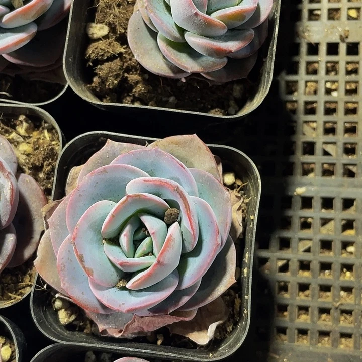 布鲁蓝2.8带盆土发