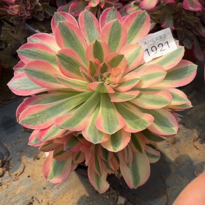 香妃多肉法师1921