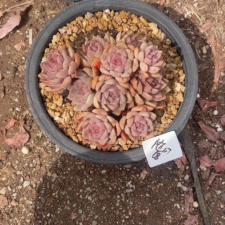 不知名杂交多头包邮