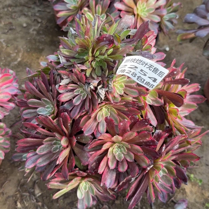 星***愿2254二号棚紫霞仙子丛林A