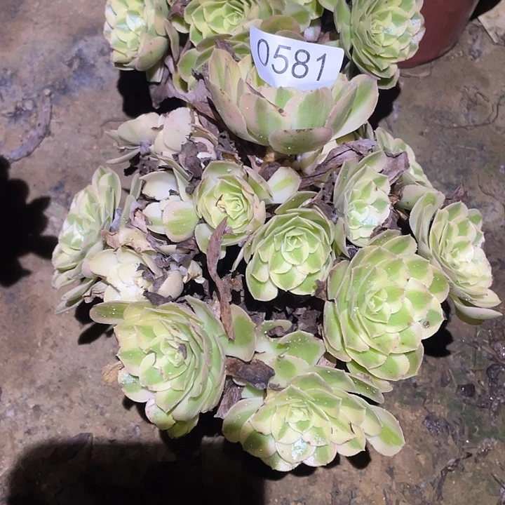 多肉植物法师581玉姿