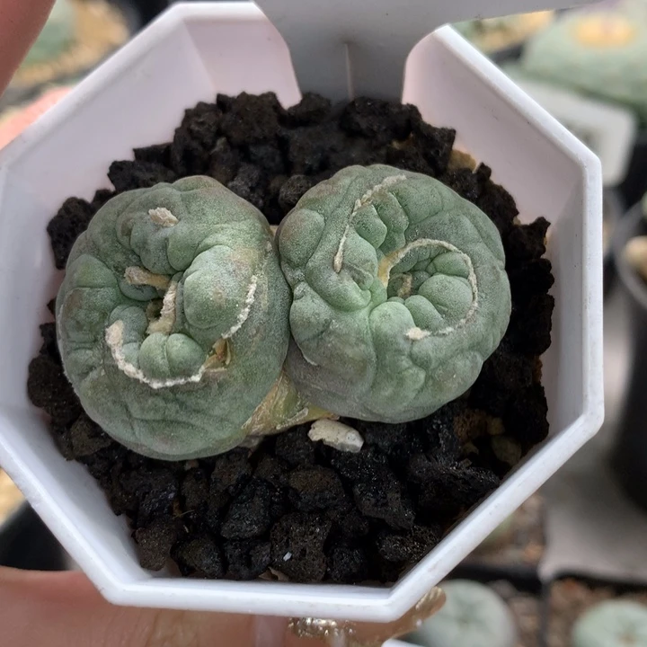 【闪购商品】仙人球z