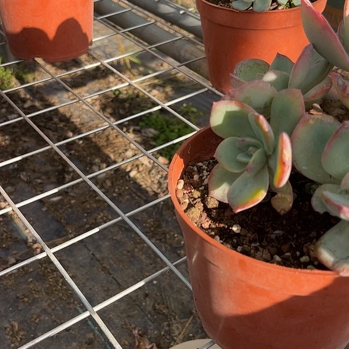 肥***猫489白凤脱土发货不退不换