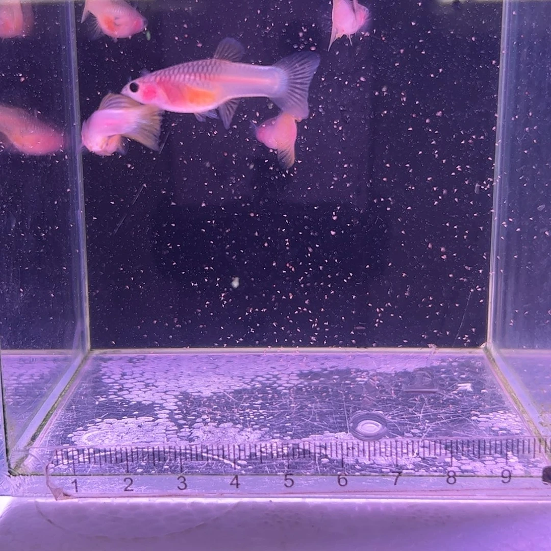 孔雀鱼粉猫3对福利