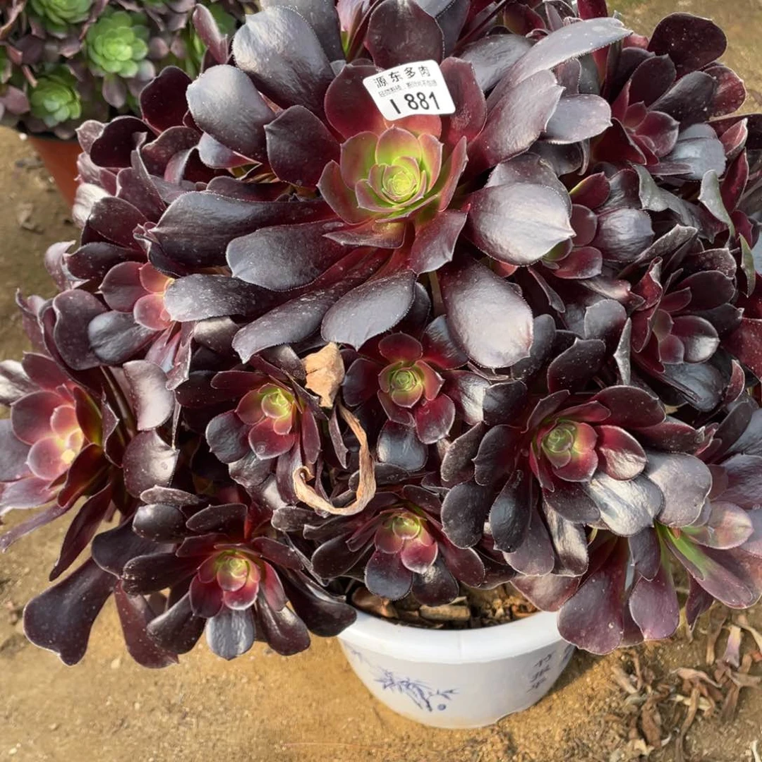 881梅花多肉法师断枝不包