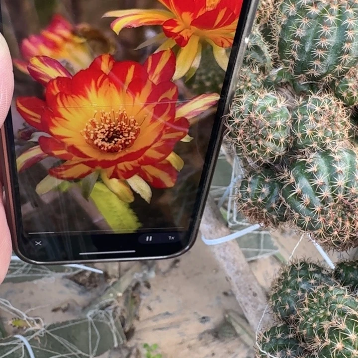 269丽花火凤凰歪无根侧牙3公分左右