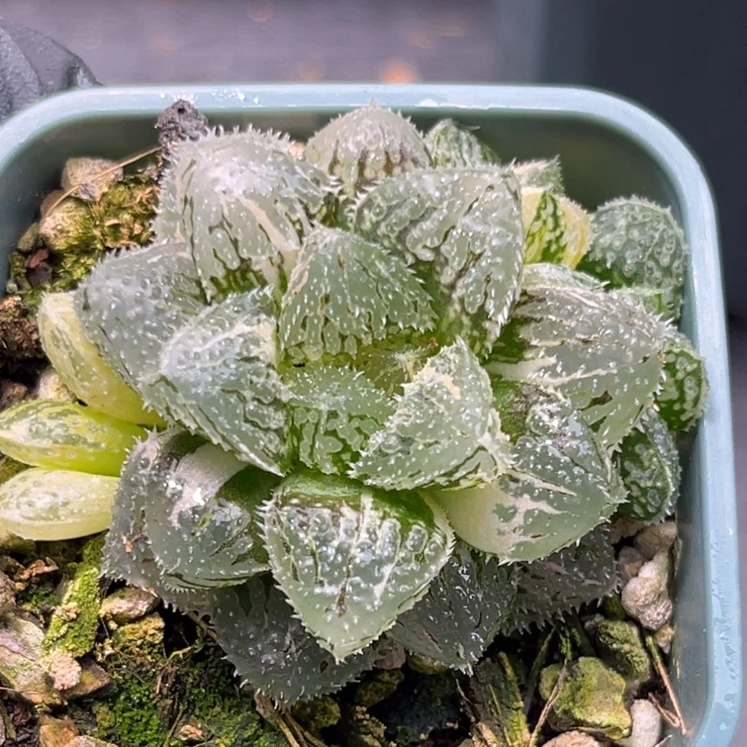 恭喜发财大吉大利20