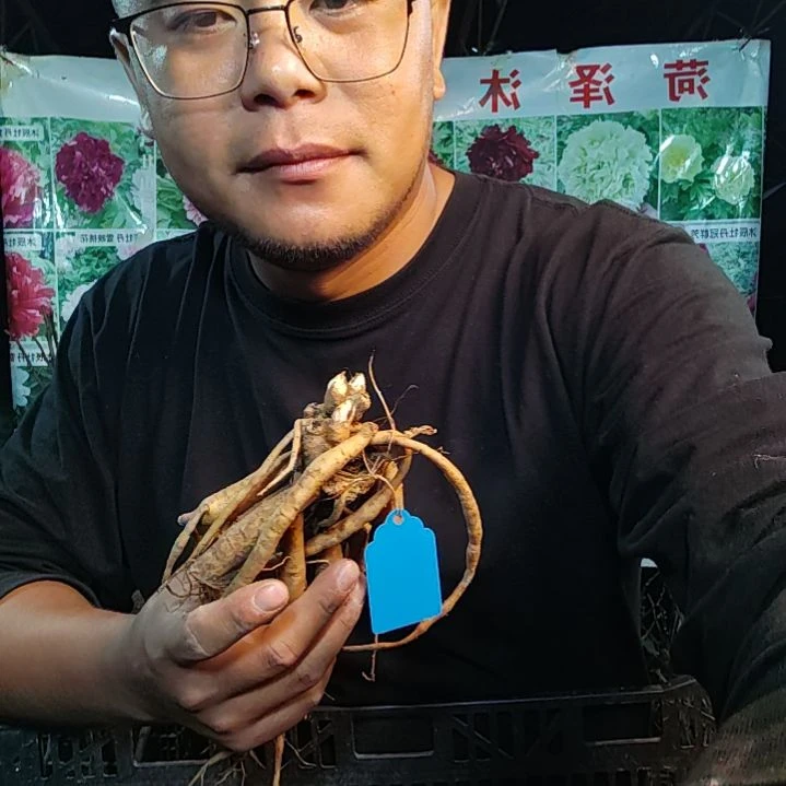 当前无花栽培后可以开花红色魅力......