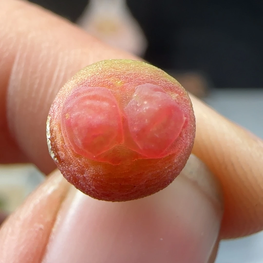 2.6.41/尺寸0.9 拉登/老皮带疤/福利/多肉植物