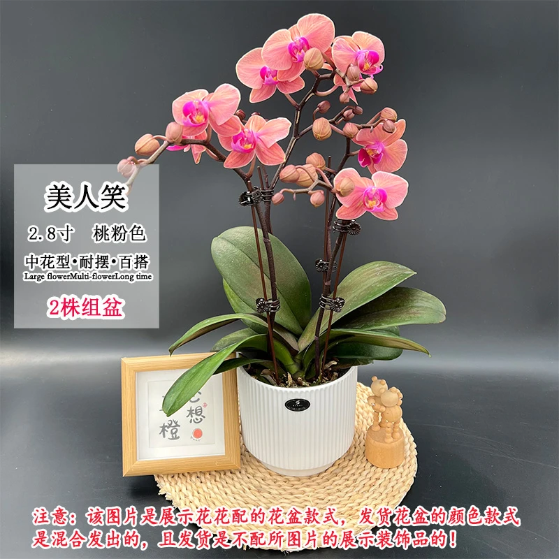 【美人笑】桃粉色蝴蝶兰中花型 室内桌面好养绿植花卉(5株送花篮)