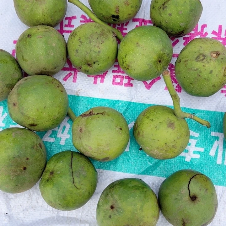 蛤蟆头门墩核桃狮子头