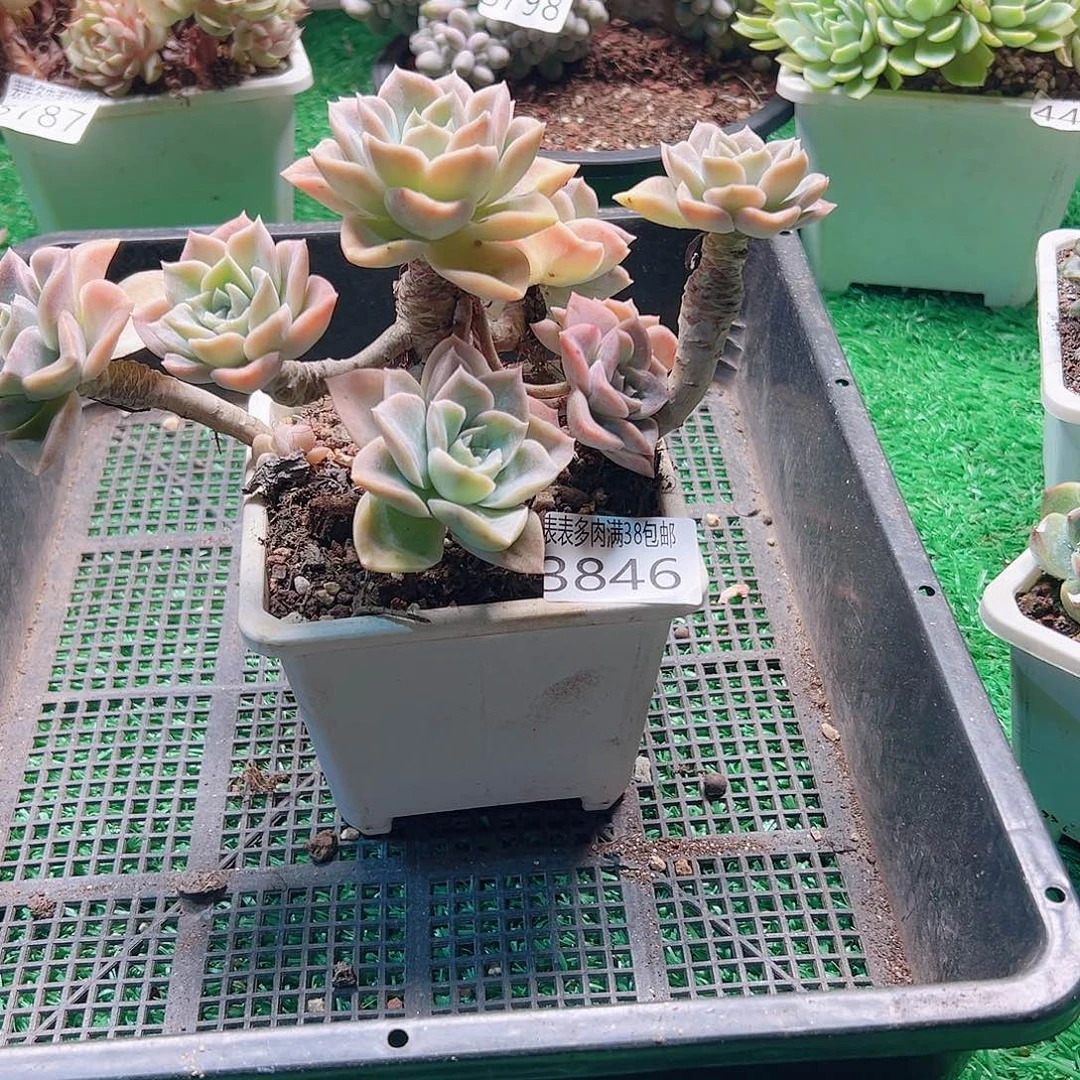 无花朵多肉一物一拍植物3846