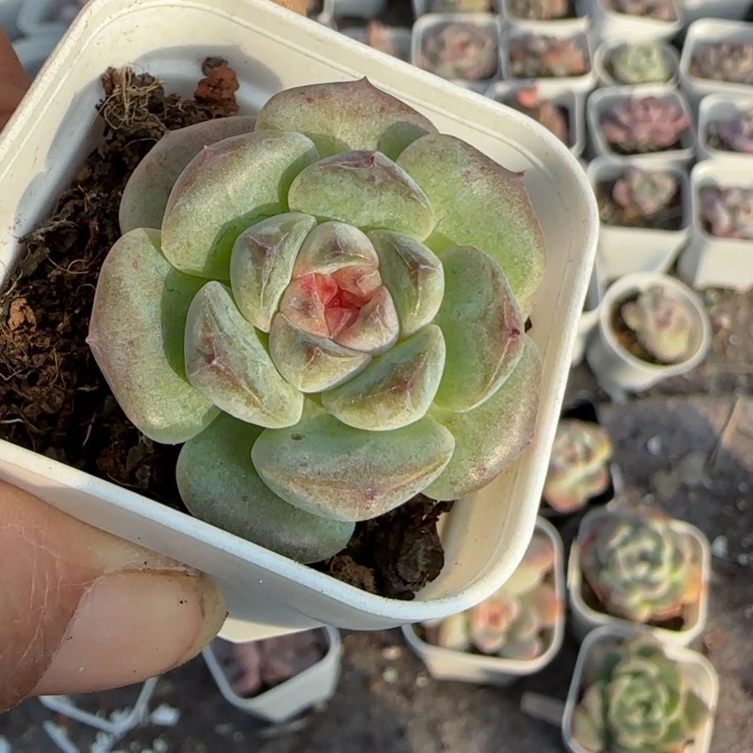 小卡拉米糖心一物一拍