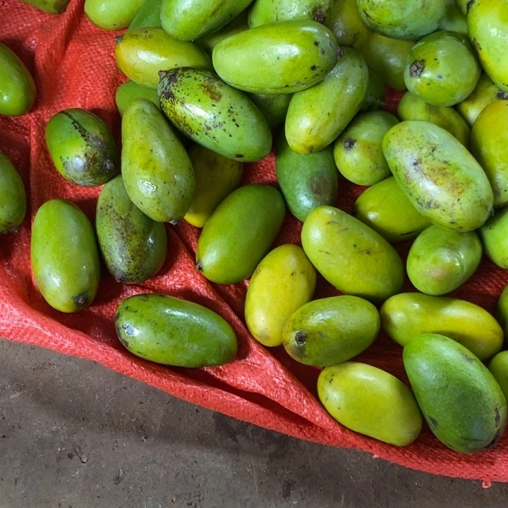 ꧁***꧂鸡枞中国大陆中国大陆记者