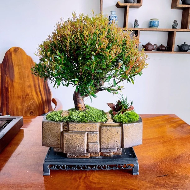 【大金砖石头盆】老桩大金丝楠盆景室内绿植客厅茶桌办公室送礼摆件