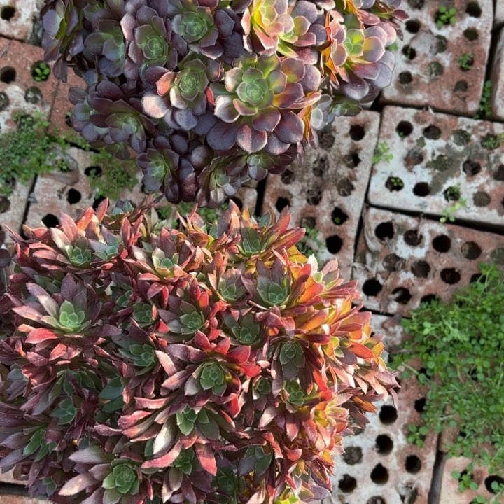 两颗有砍朵朵断枝不包62