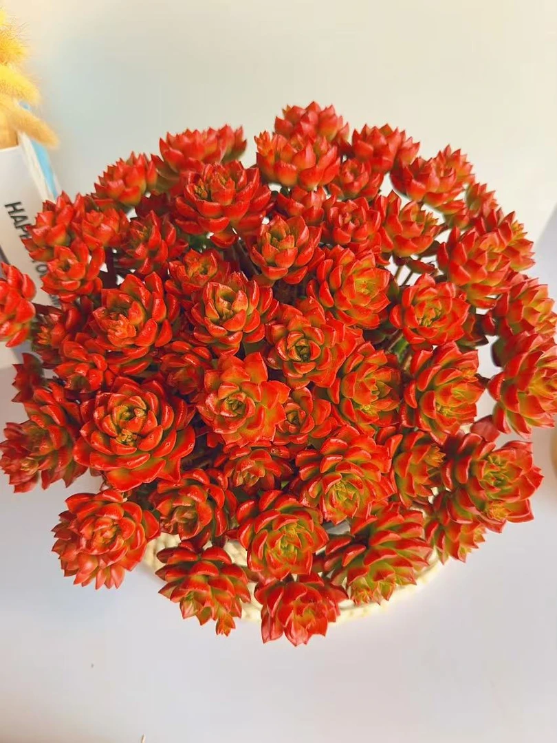 【向阳家 超大盆蒂亚 多肉植物】新手好养 越晒越红  带盆带土发