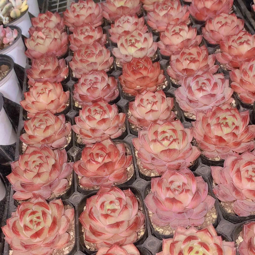 夜魔侠2356788990000